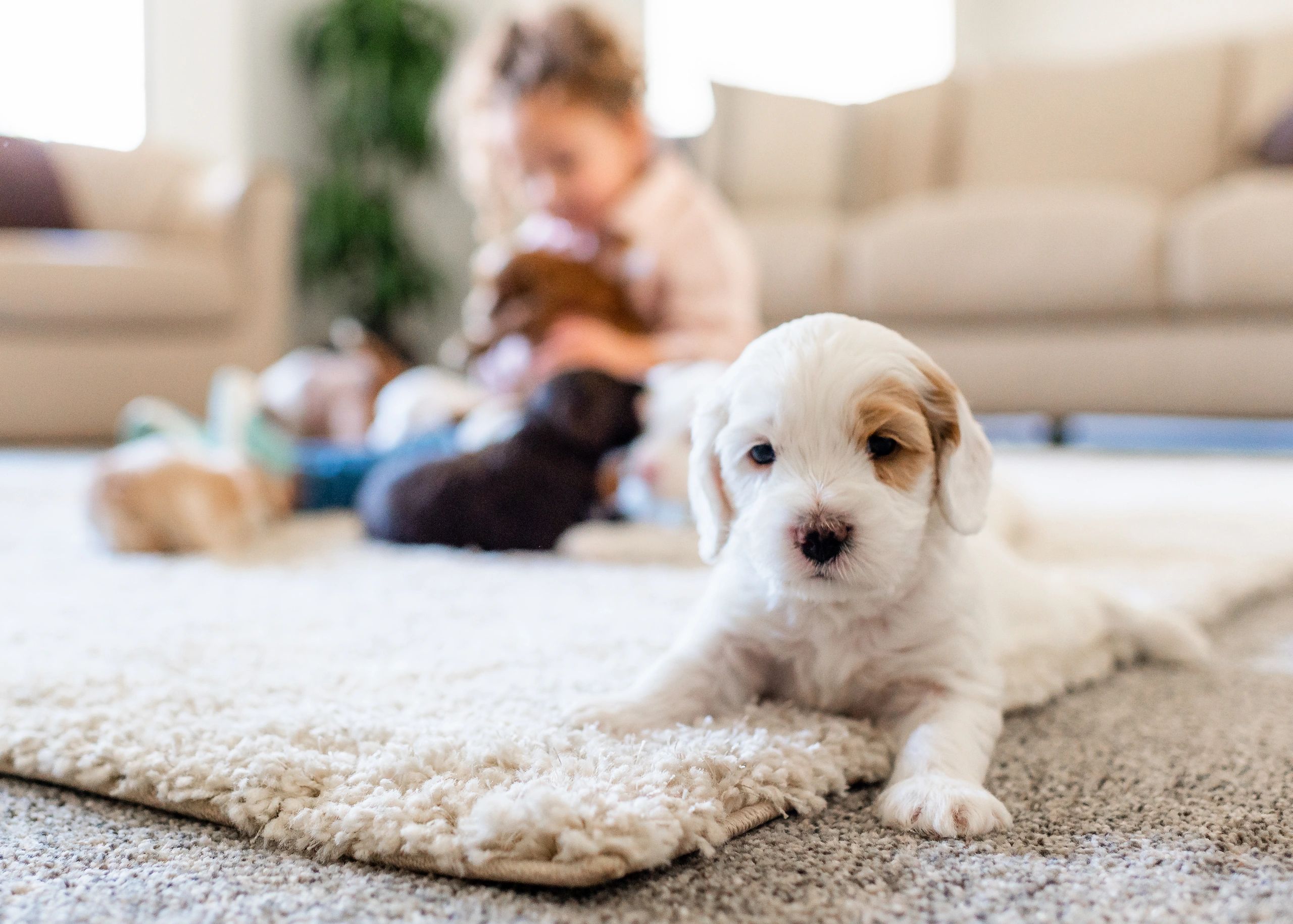 Best dog food for australian cheap labradoodles